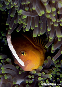 A portrait of the simple Anemonefish - always challenging... by David Henshaw 